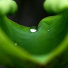 Dewdrop