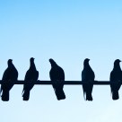 7 Doves