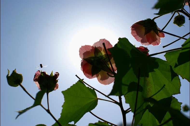 Flowers on the sunshine