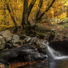 Fall colors