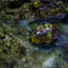 stone in water