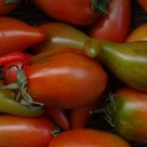 Pomodori