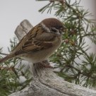   Eurasian Tree Sparrow (Passer montanus)