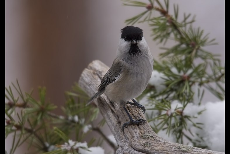  Marsh Tit  (Poecile palustris)