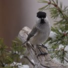  Marsh Tit  (Poecile palustris)