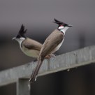 Guard birds in the City