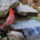 northern cardinal at my water pond