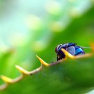 Blue fly