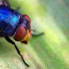 Fly