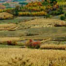Autumn Harvest