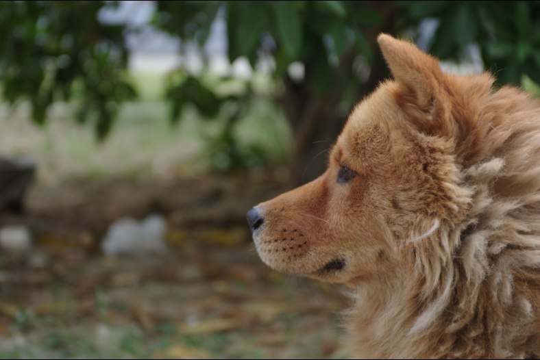 a dog with melancholy eyes