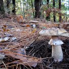 Fungi