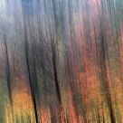 Autumn trees-1
