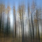 Autumn trees-2