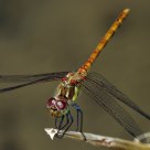 Sympetrum flaveolum