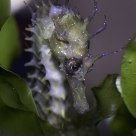 Seahorse