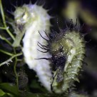 Seahorse