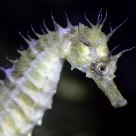 Seahorse