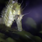 Seahorse