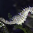 Seahorse
