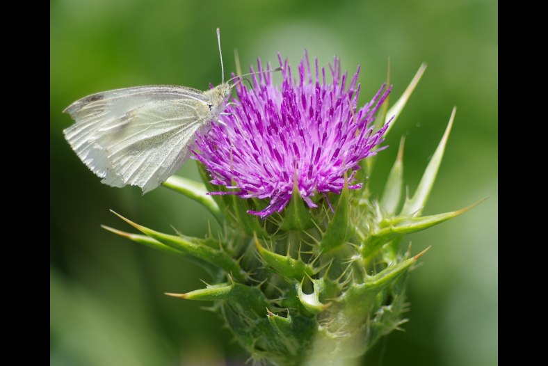 Butterfly on thistle