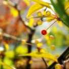 Fruit in autumn