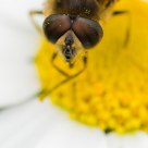 The fly