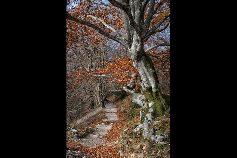 Autumn