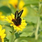 Swallowtail butterfly and sunflower