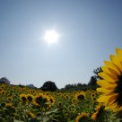Fish eye of sunflower