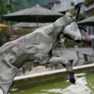 Leaping goat