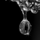 gota