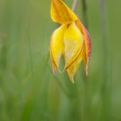Tulipa australis
