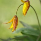Tulipa australis