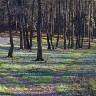 forest line