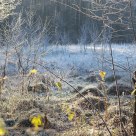 frost and sun