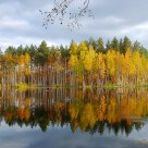 ocher