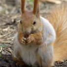 Redhead and Nut