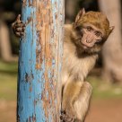 Monkey
