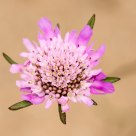 Pink Flower