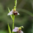 Bee Orchidea