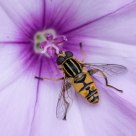 On pink Flower