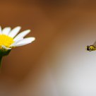 hoverfly