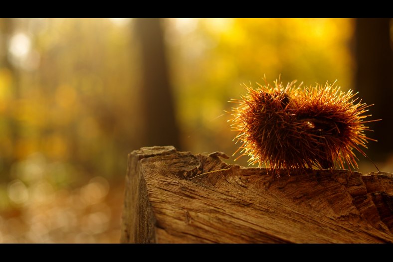 chestnut