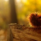 chestnut