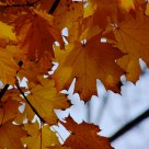 Maple's leef