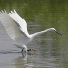 Egret