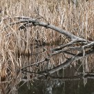 Dead tree