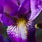 Purple Iris