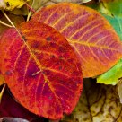 Autumn Foliage